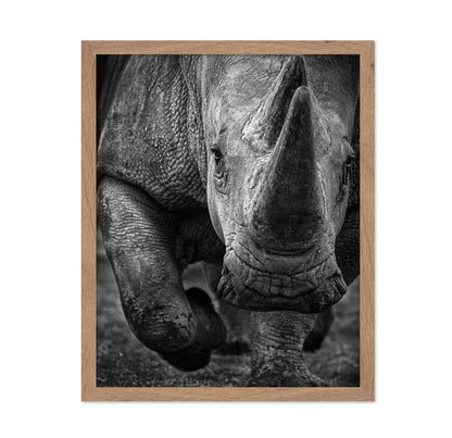 White Rhino
