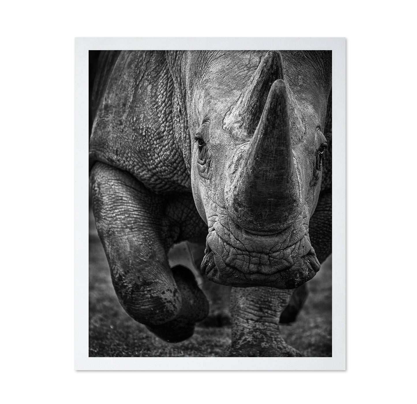 White Rhino