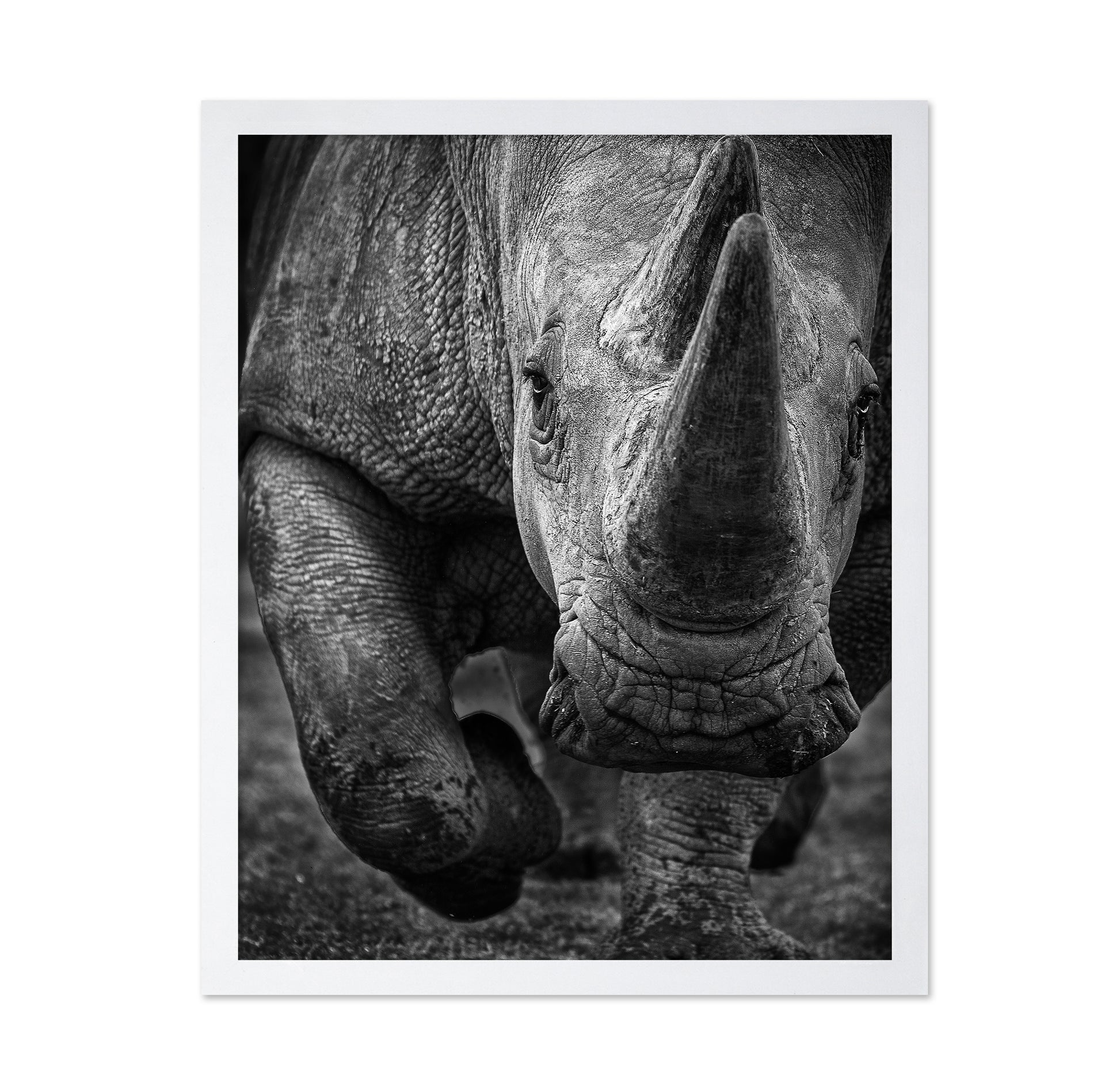 White Rhino