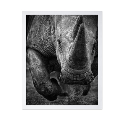 White Rhino