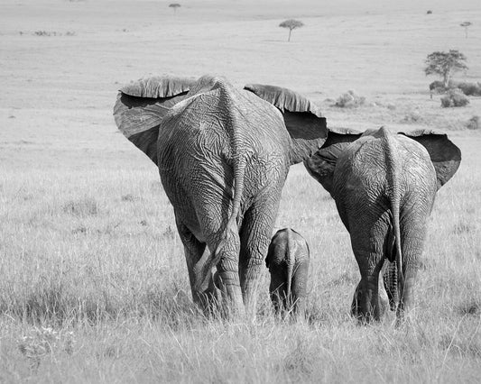 Three Butts