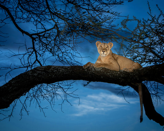 Lioness in the Tree