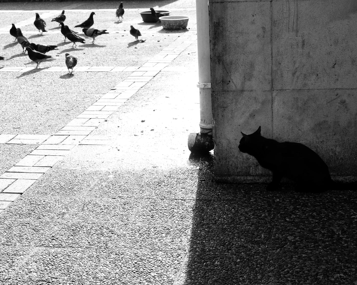 Predator and Prey