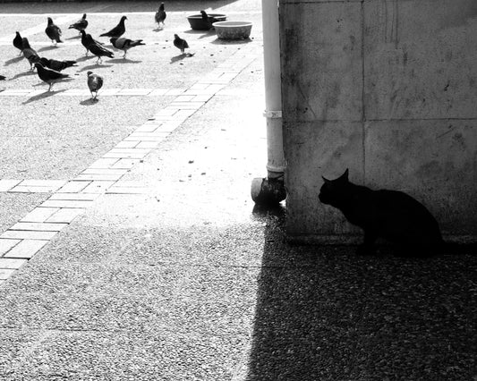 Predator and Prey