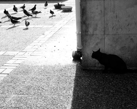 Predator and Prey
