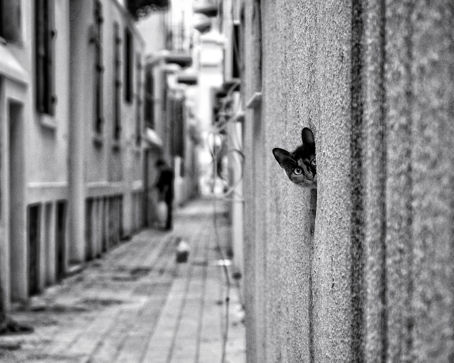 Peaking Urban Cat