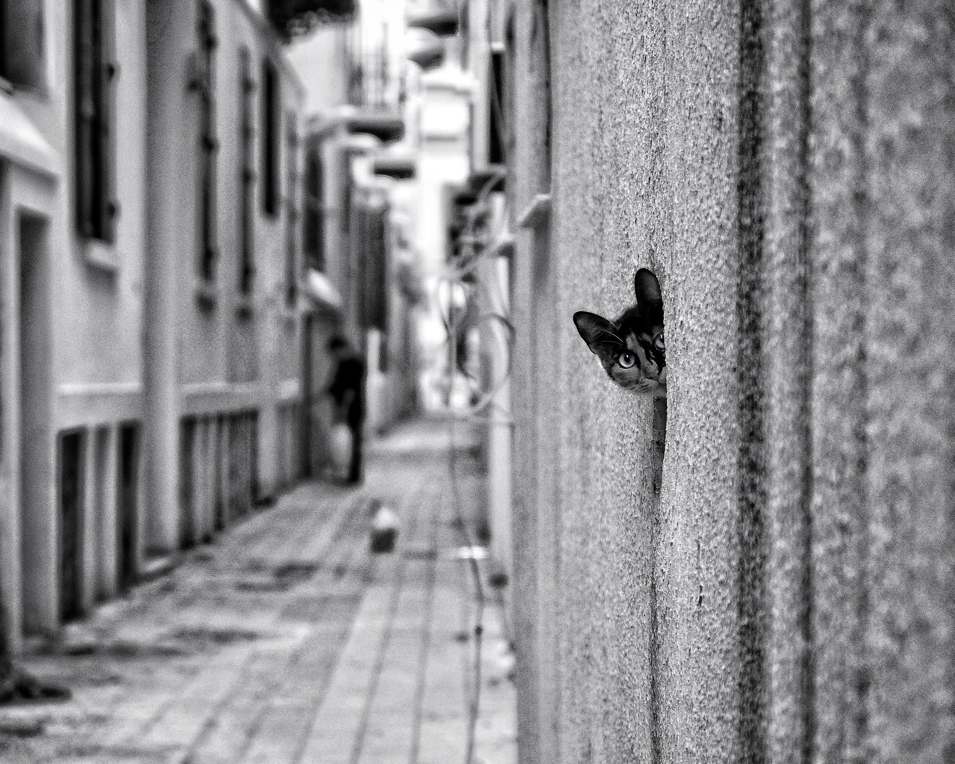 Peaking Urban Cat