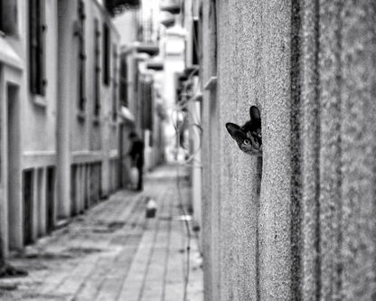 Peaking Urban Cat