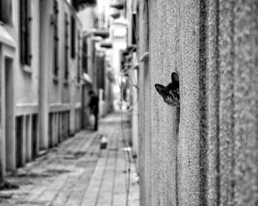 Peaking Urban Cat