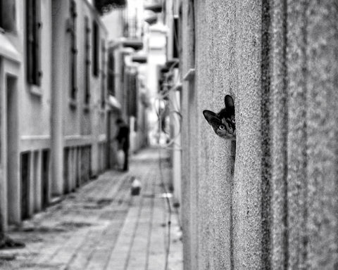 Peaking Urban Cat