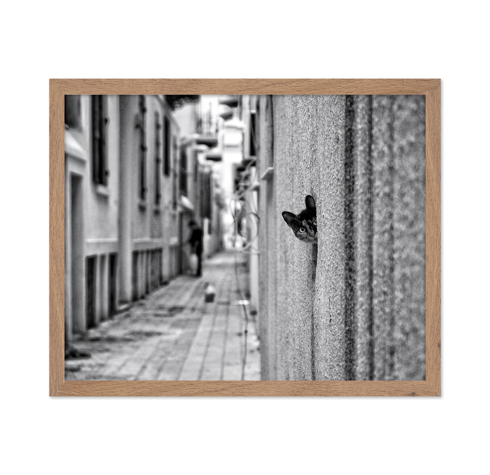 Peaking Urban Cat