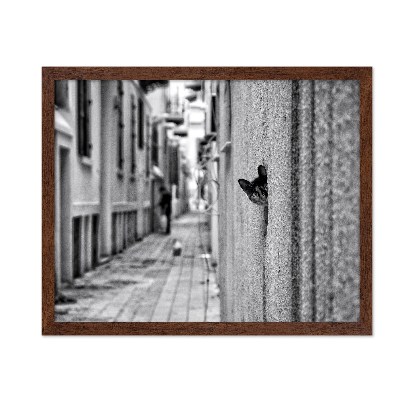 Peaking Urban Cat