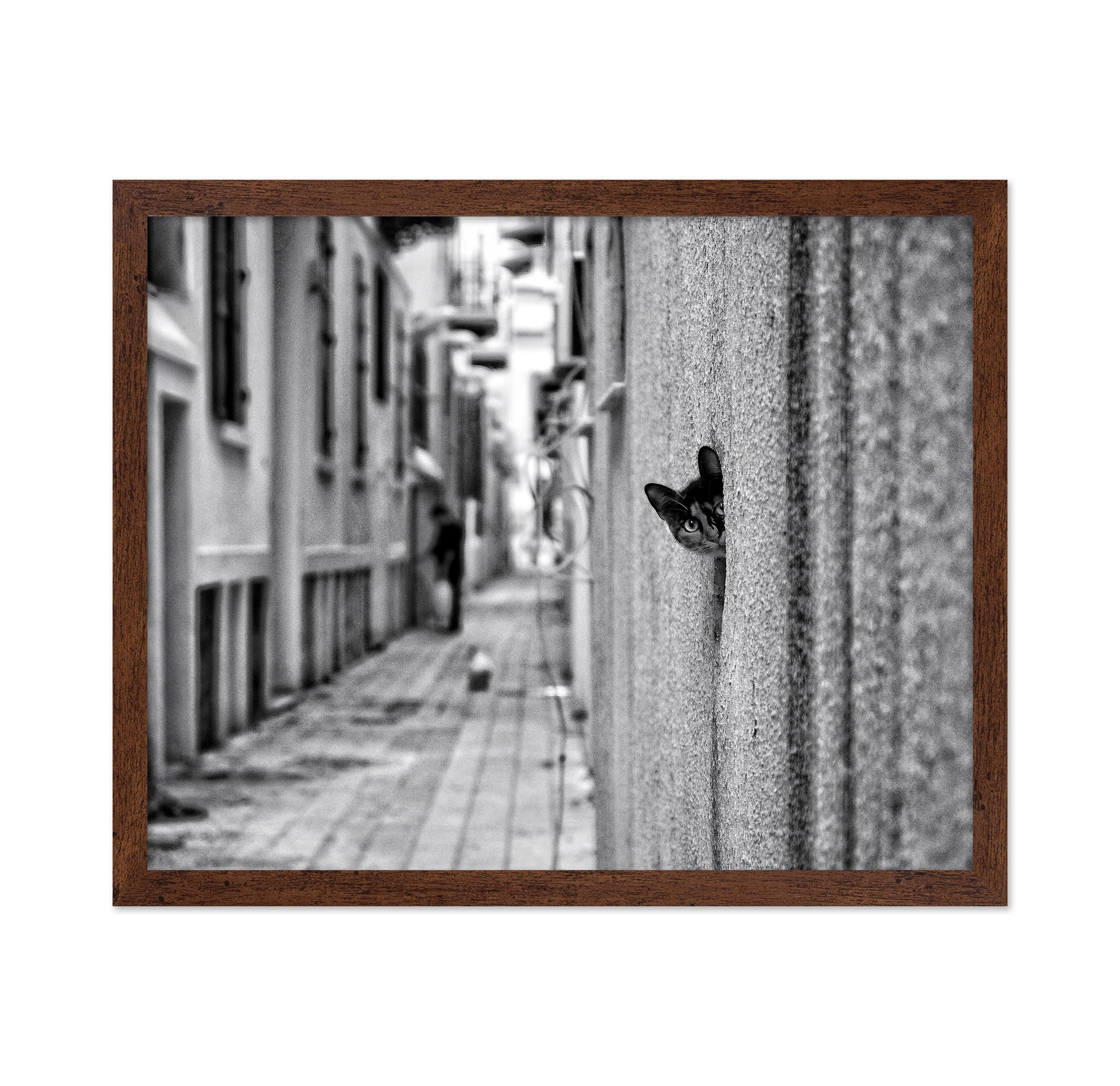 Peaking Urban Cat