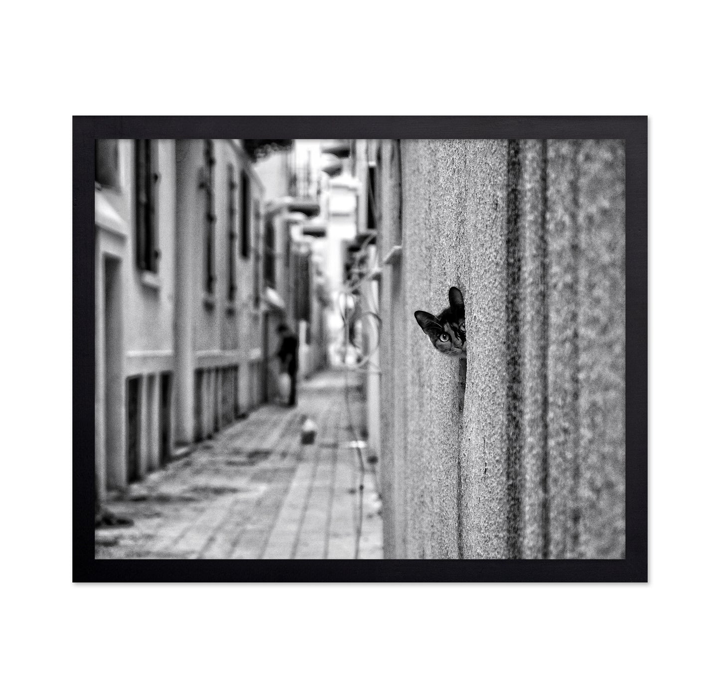 Peaking Urban Cat