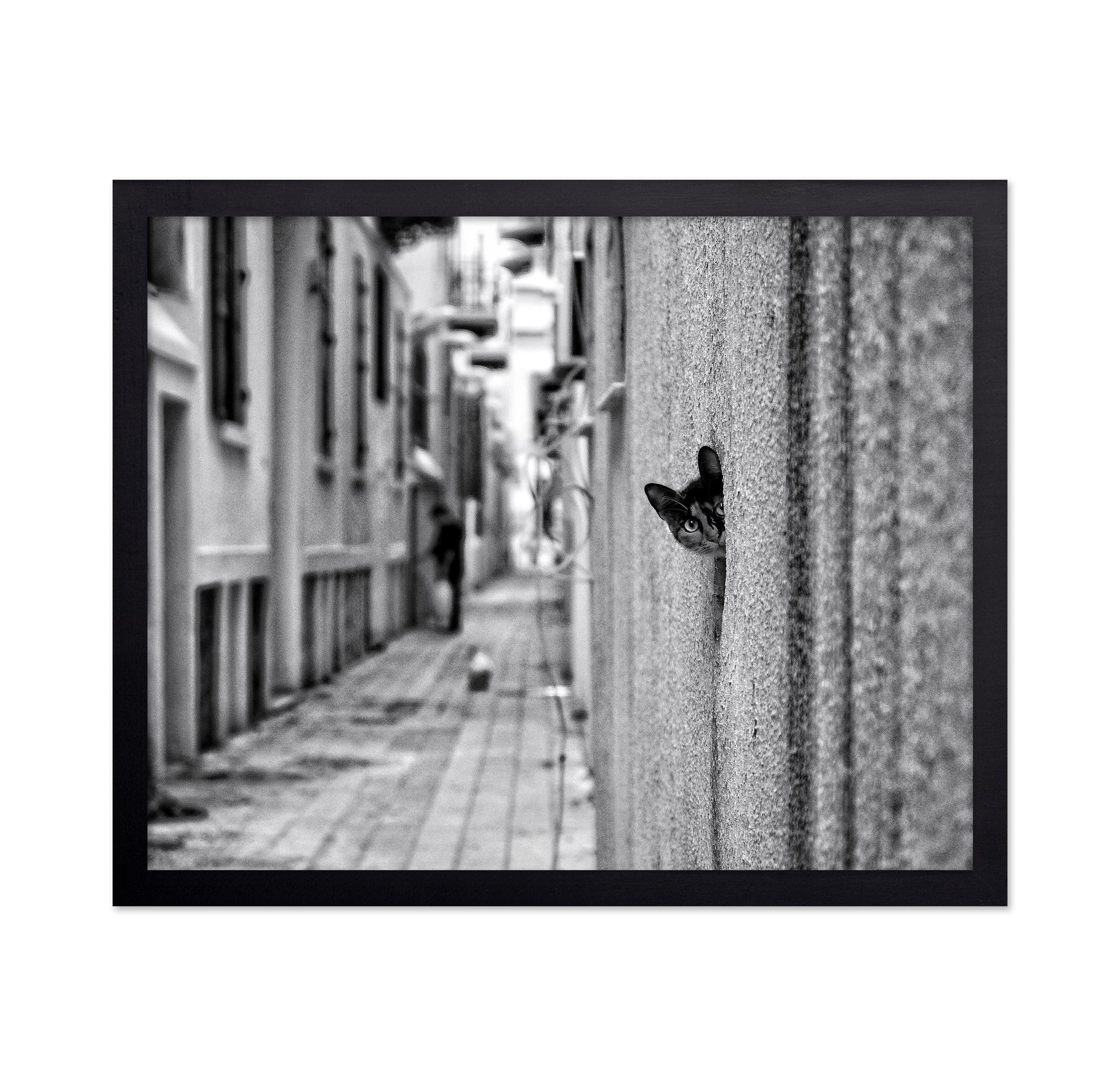 Peaking Urban Cat