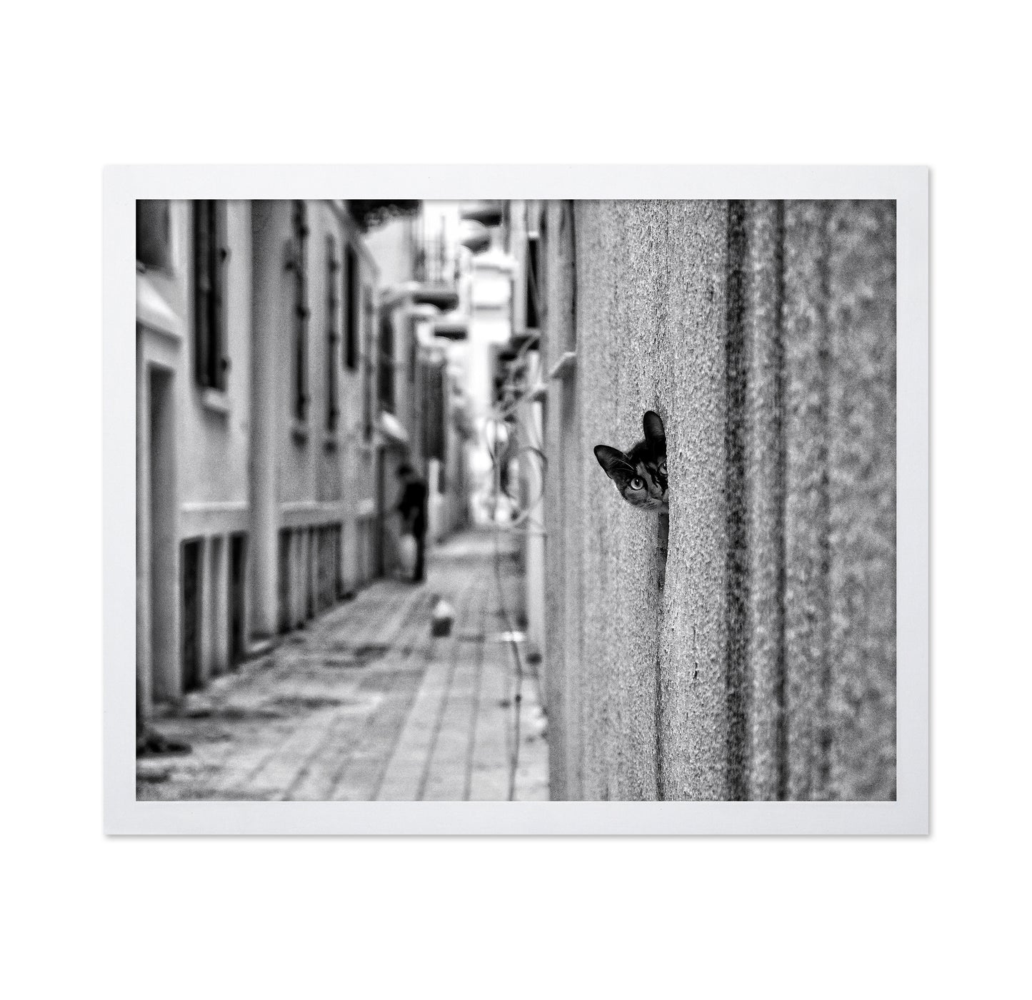 Peaking Urban Cat