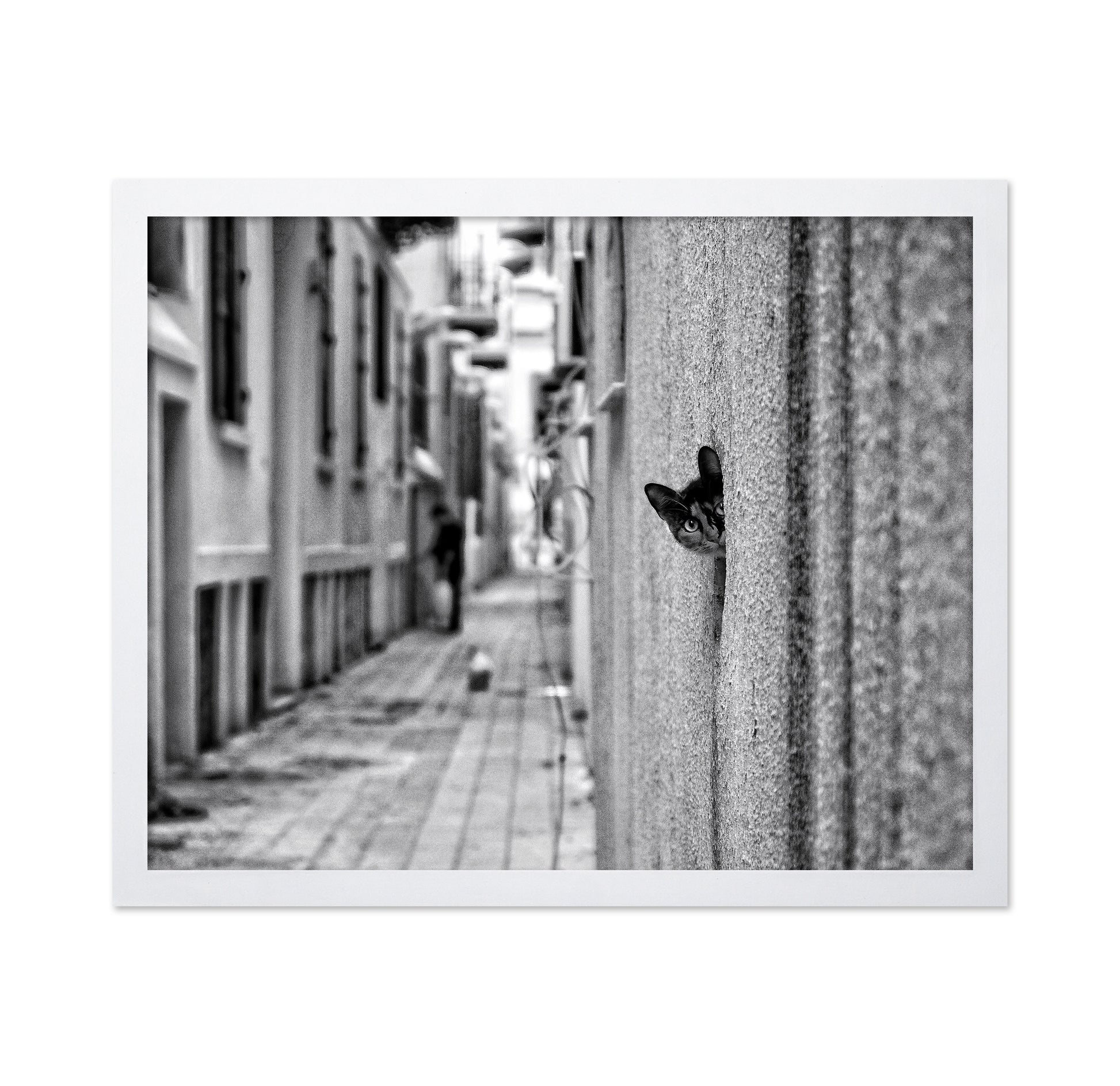 Peaking Urban Cat
