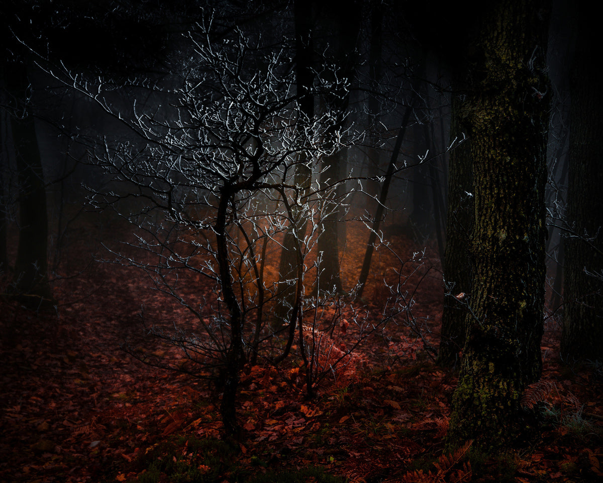 Frost in the Woods