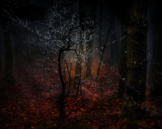 Frost in the Woods