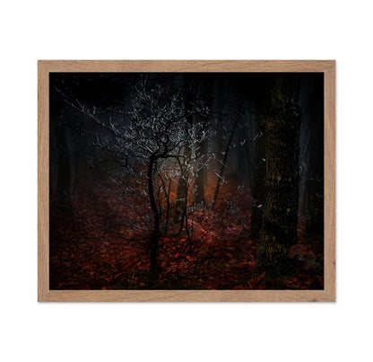 Frost in the Woods