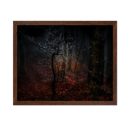 Frost in the Woods
