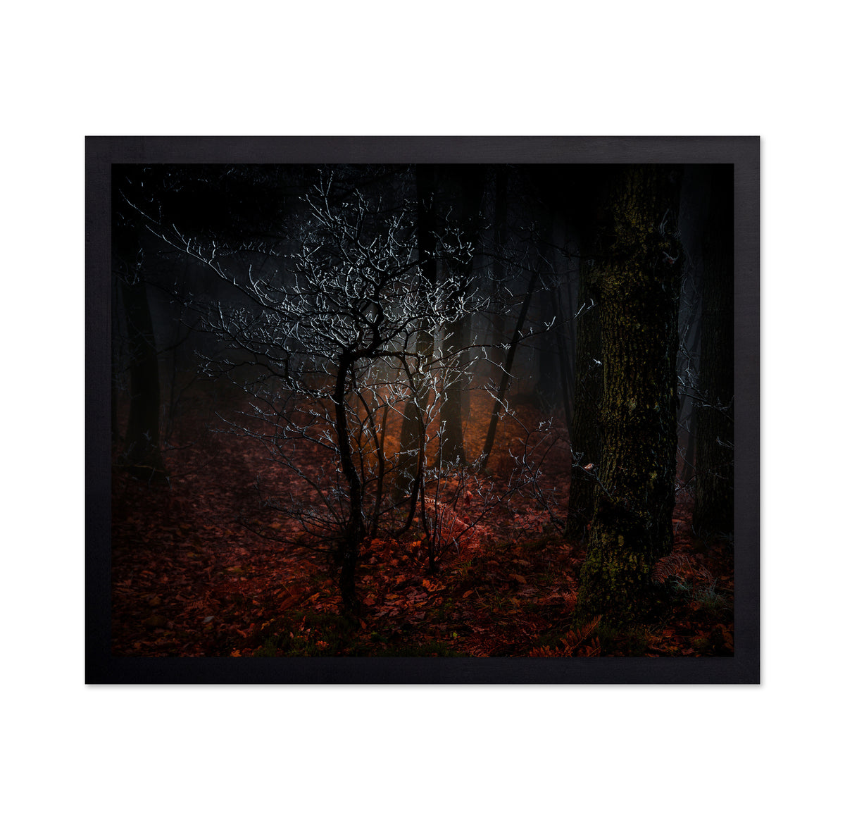 Frost in the Woods