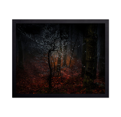Frost in the Woods