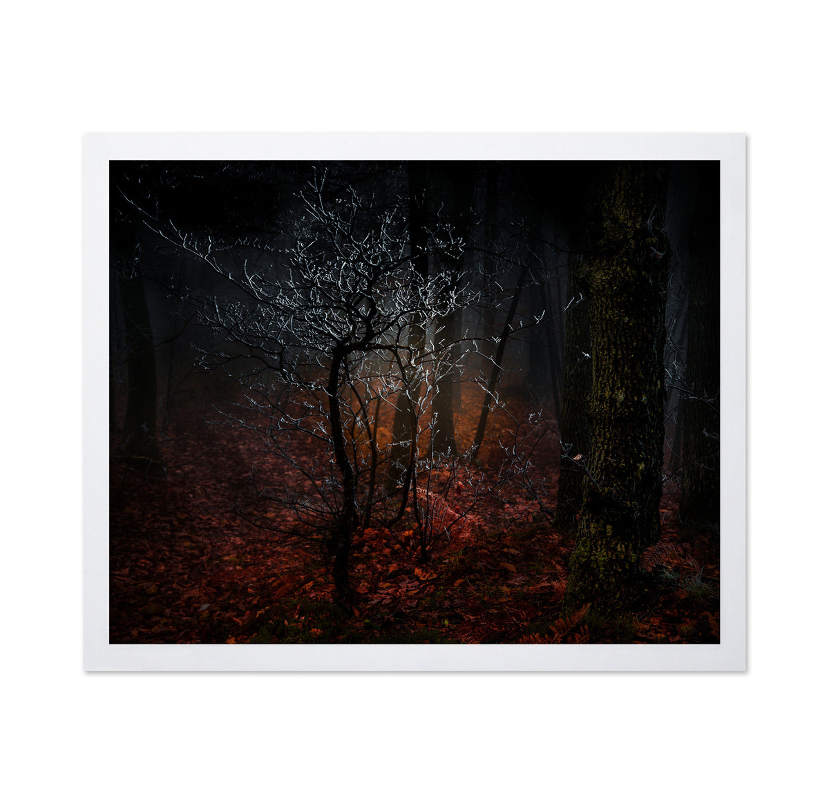 Frost in the Woods