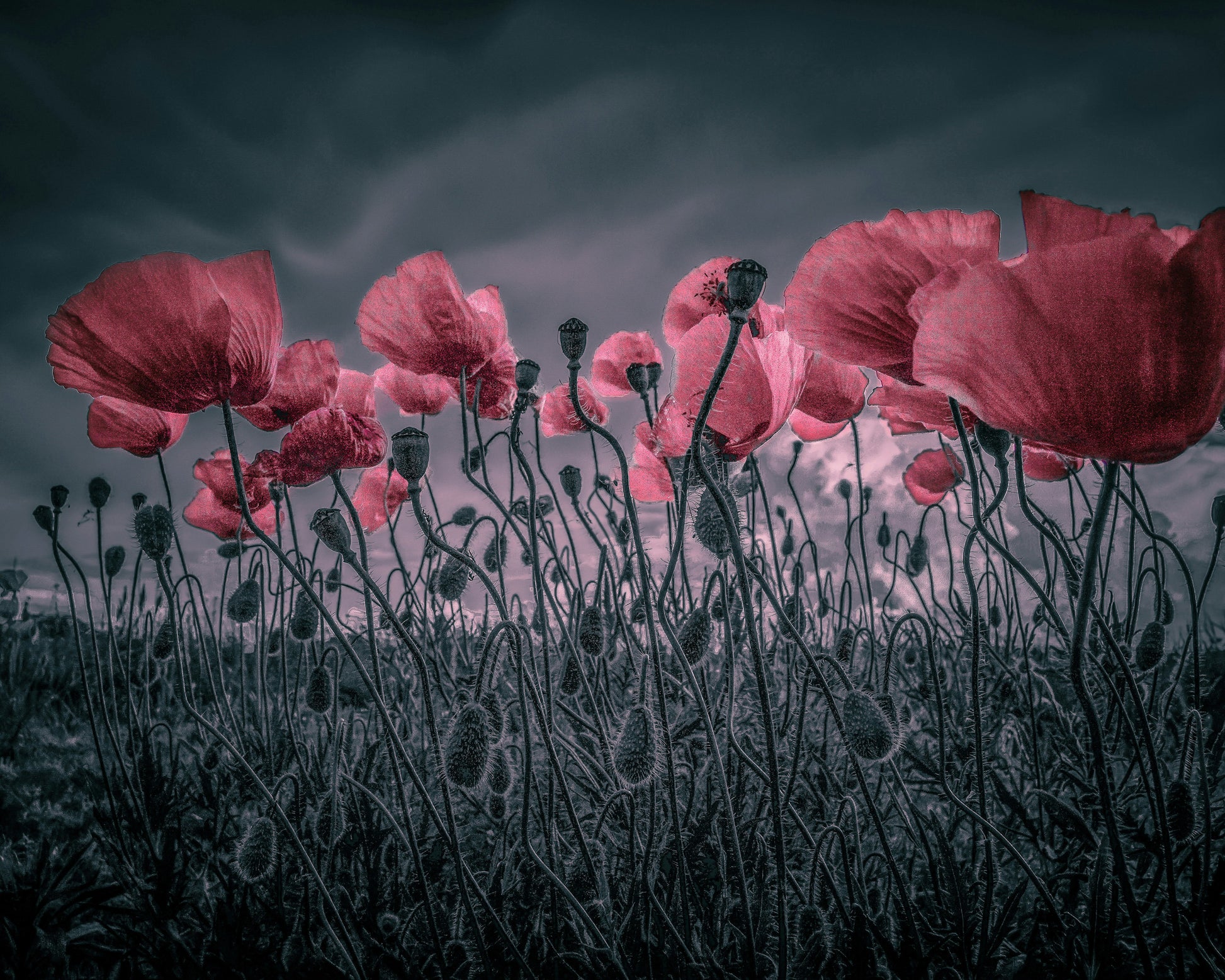 Wild Poppies Near Argenteuil