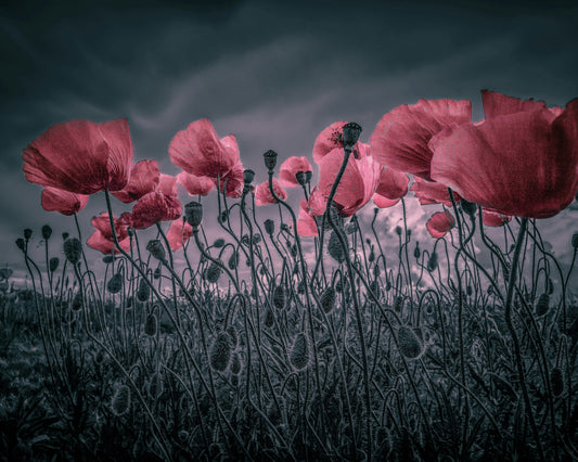 Wild Poppies Near Argenteuil
