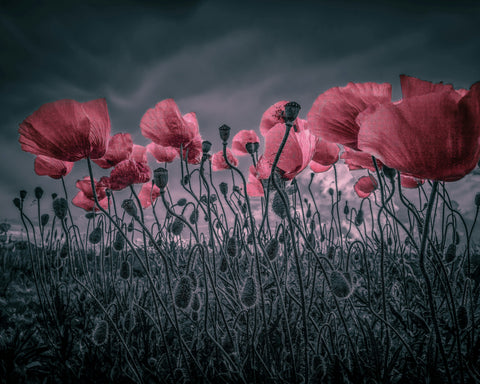 Wild Poppies Near Argenteuil
