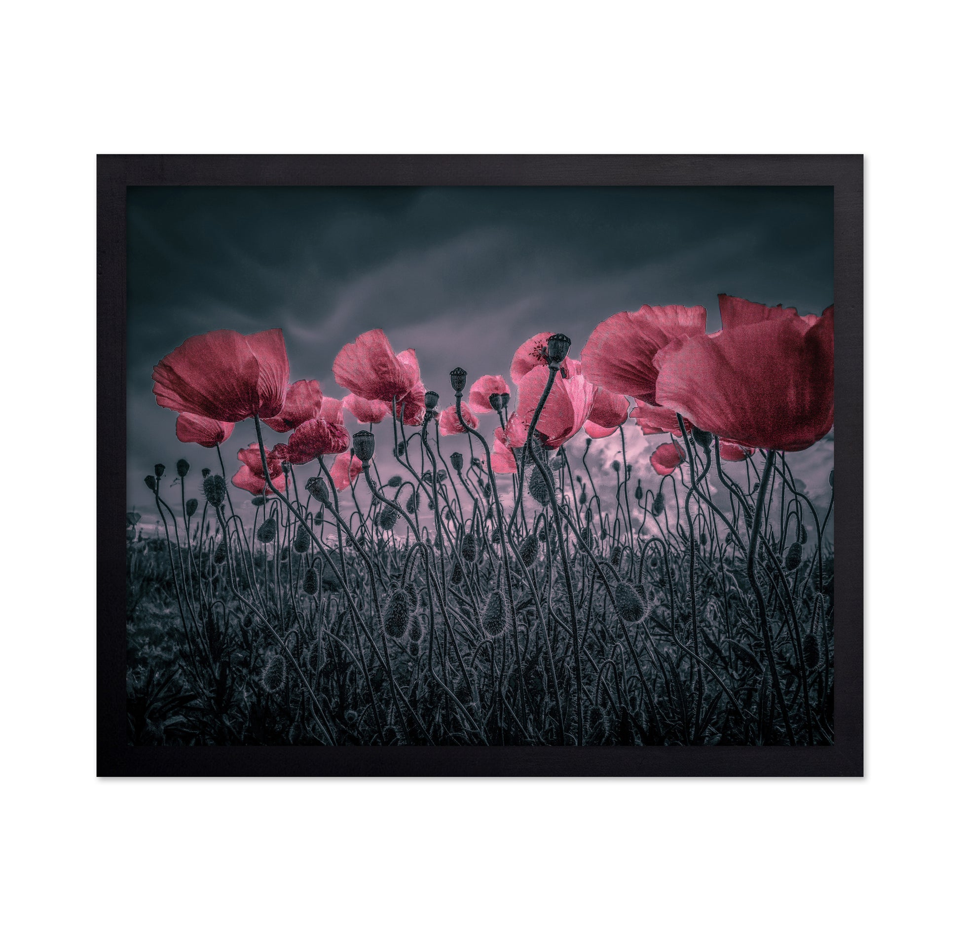 Wild Poppies Near Argenteuil