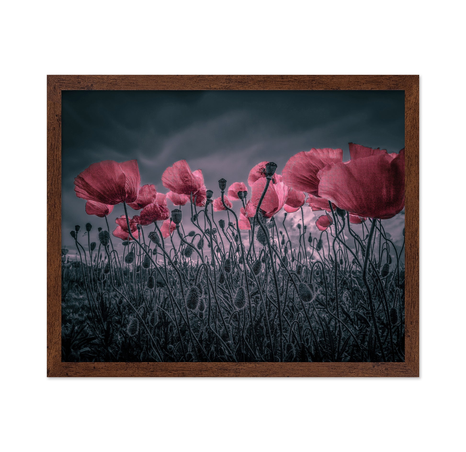 Wild Poppies Near Argenteuil