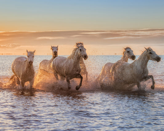Camargue Horses II