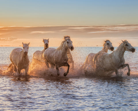 Camargue Horses II