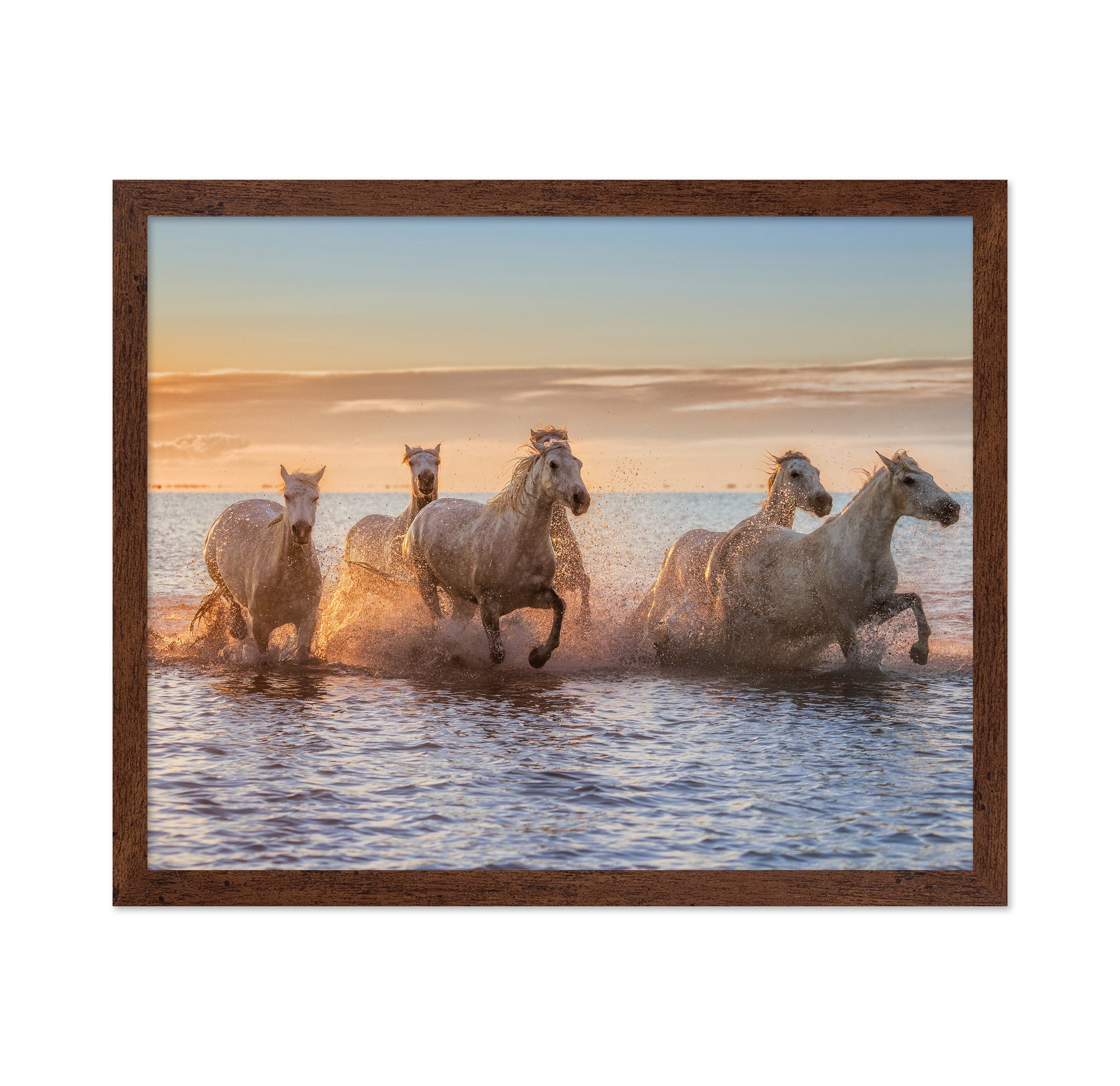 Camargue Horses II
