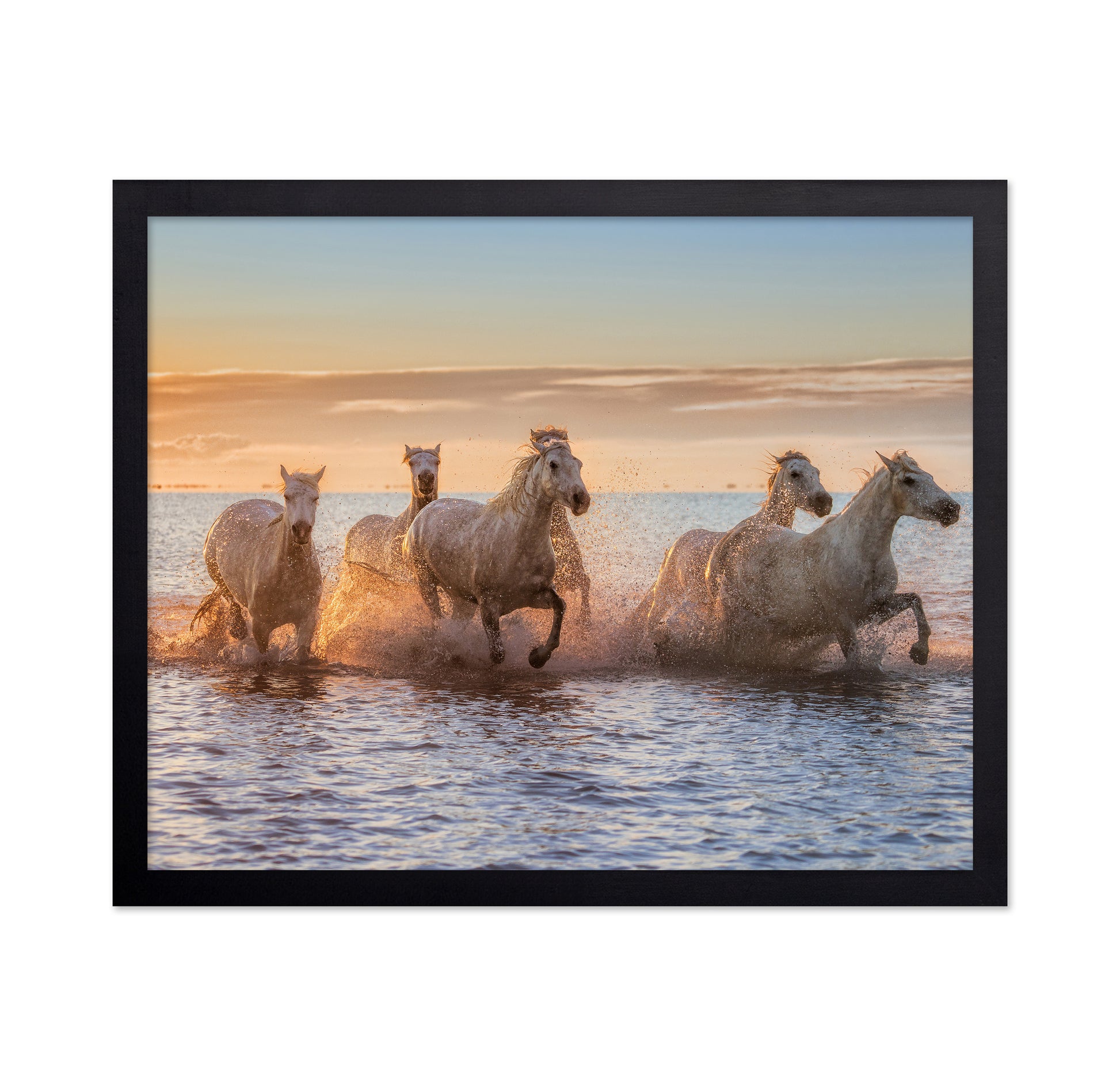Camargue Horses II