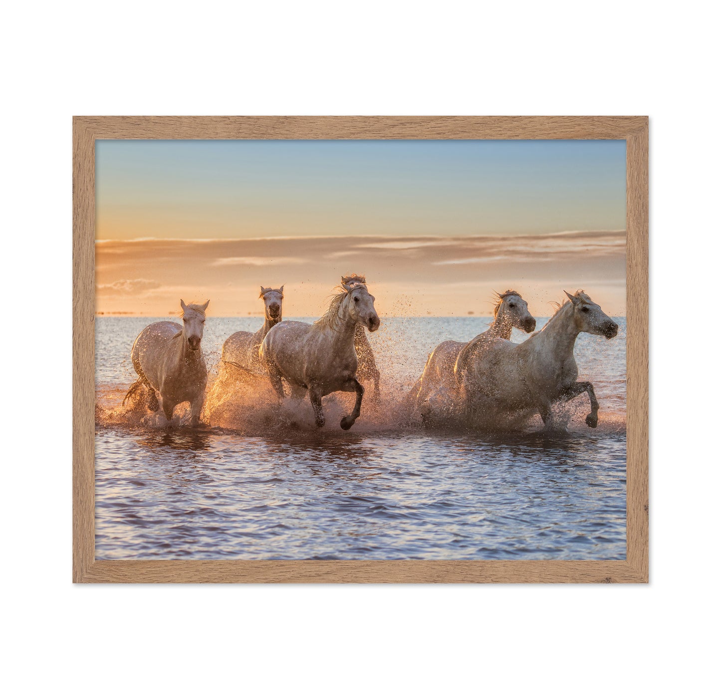 Camargue Horses II