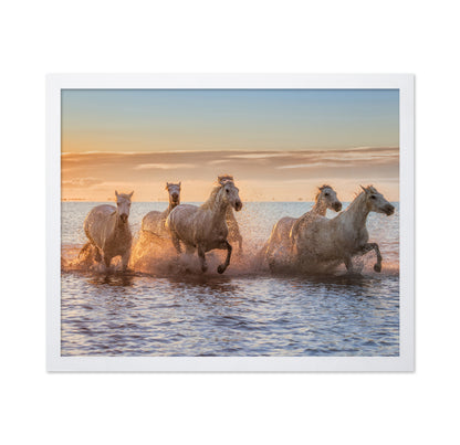 Camargue Horses II