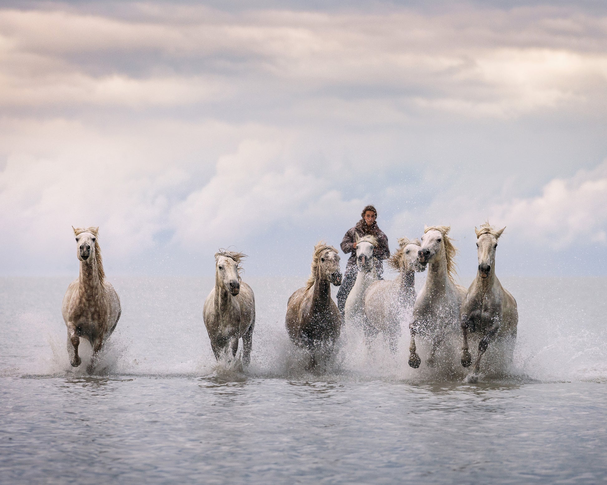 Camargue Horses