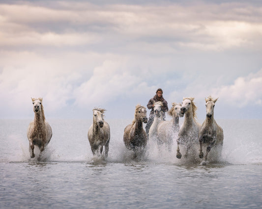 Camargue Horses