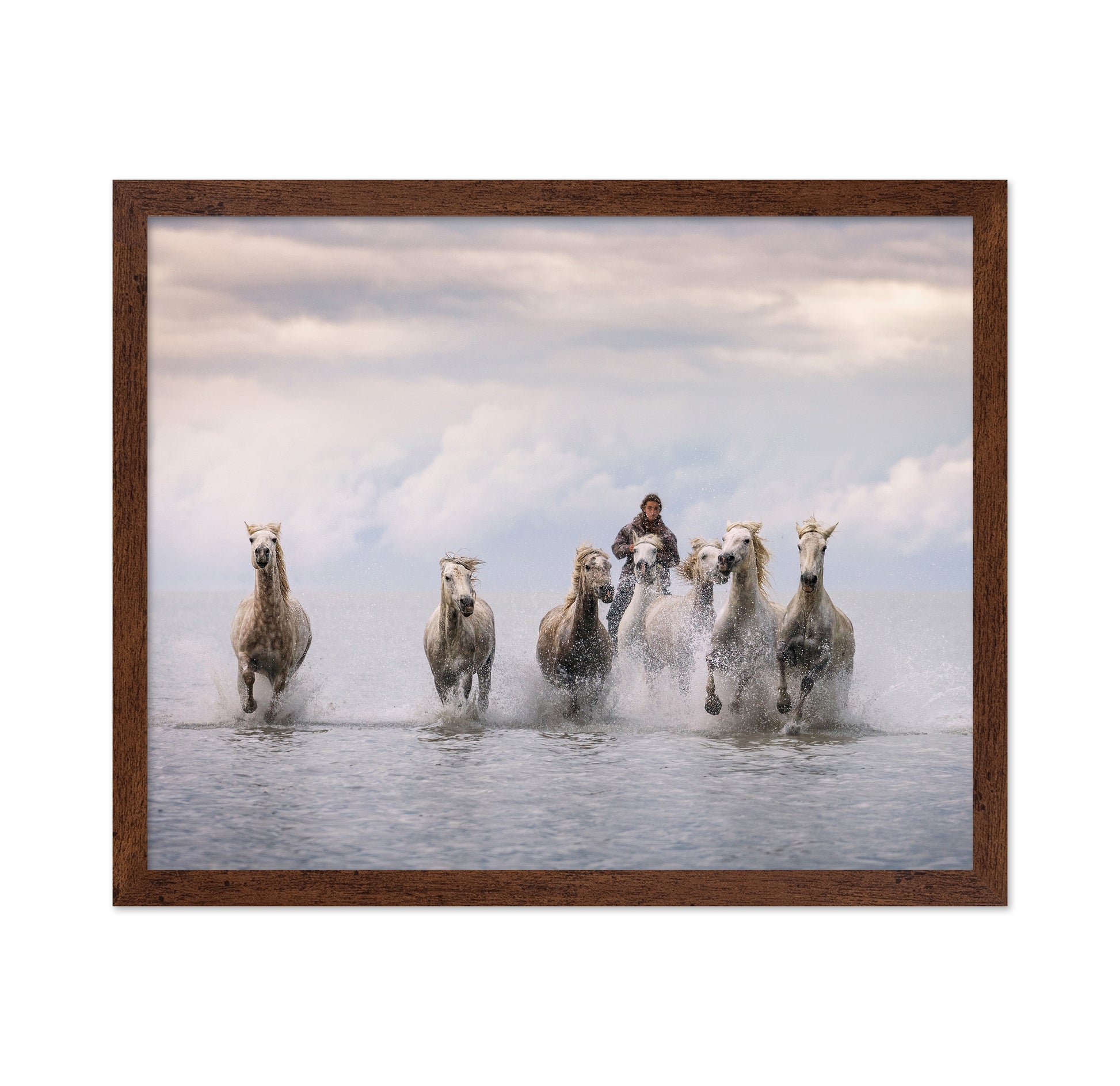 Camargue Horses