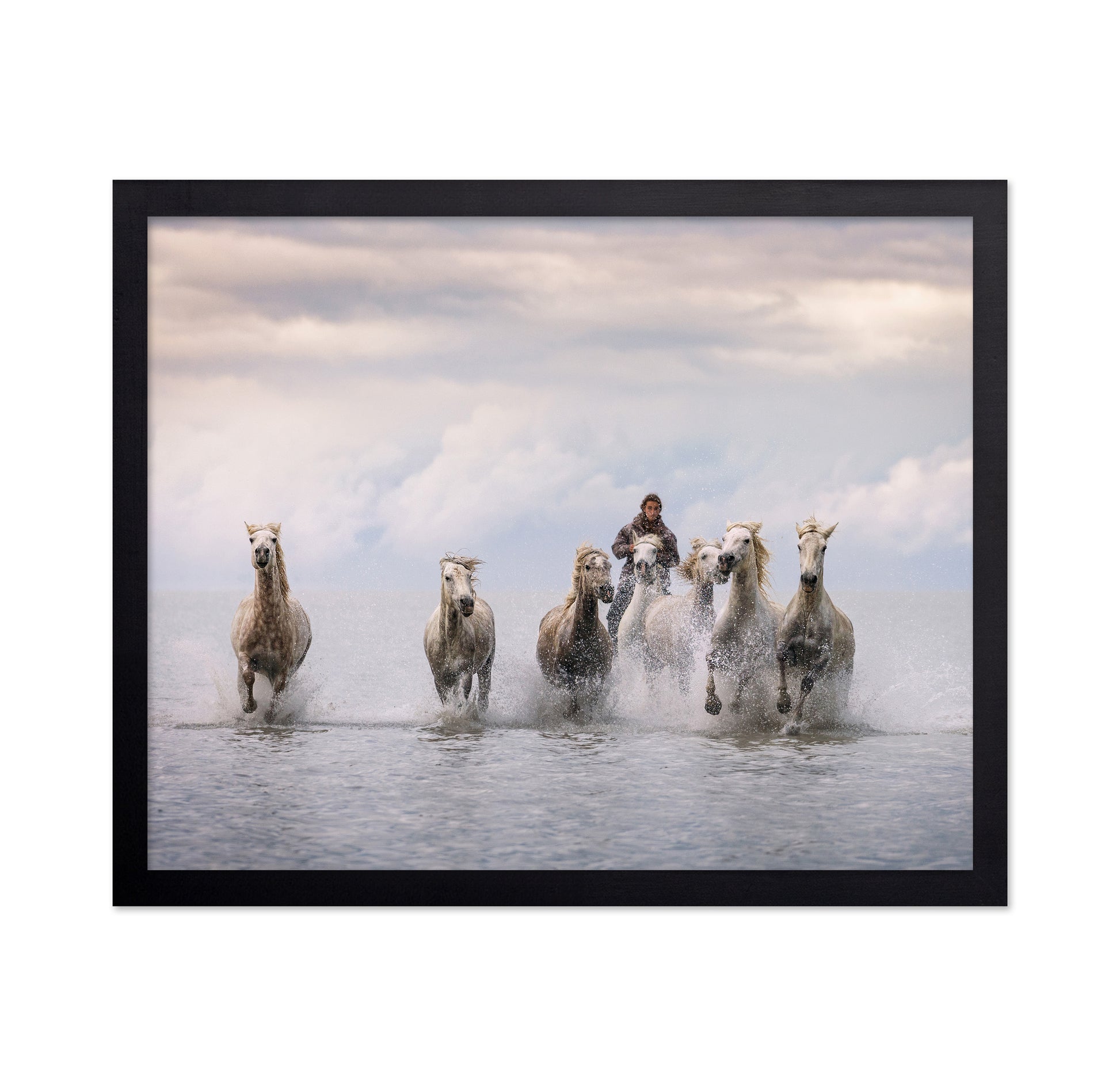 Camargue Horses