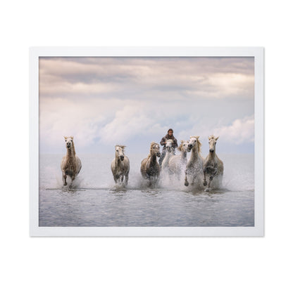 Camargue Horses