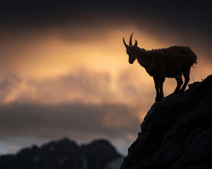 Alpine Ibex