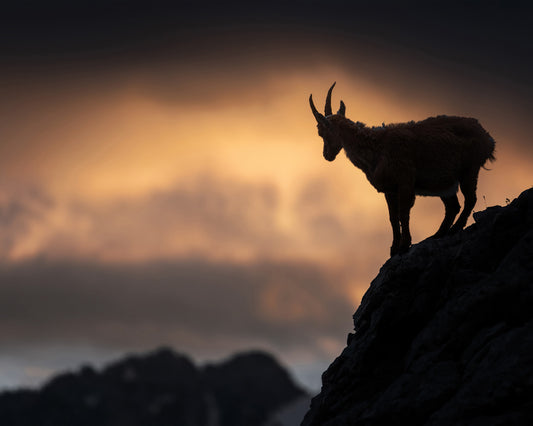 Alpine Ibex