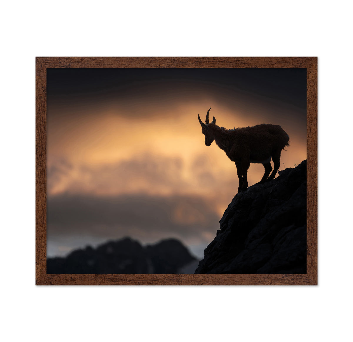 Alpine Ibex