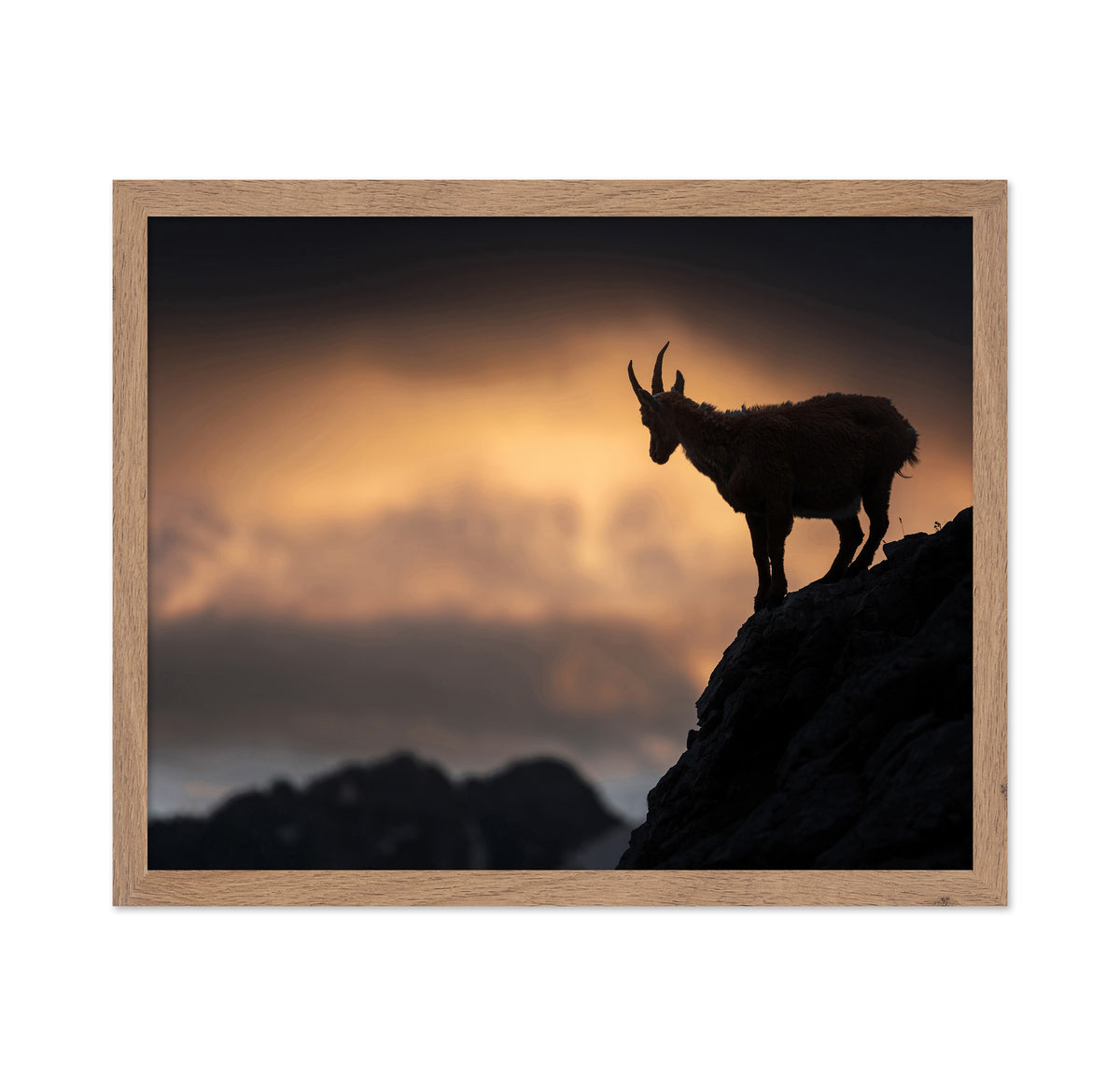 Alpine Ibex