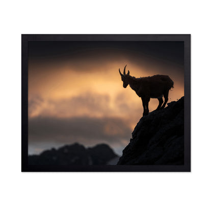 Alpine Ibex