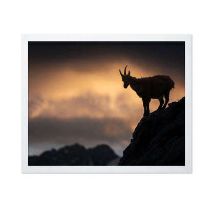 Alpine Ibex
